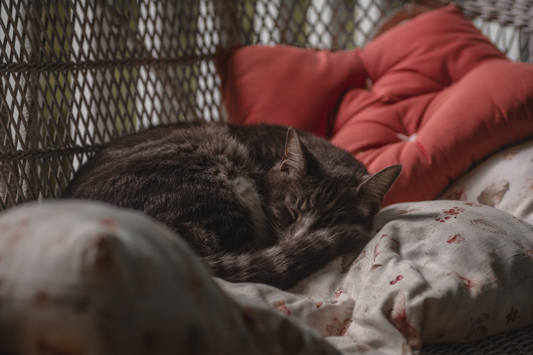 Photo Cozy cat blanket