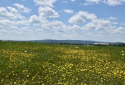 Photo Flowers, Farm