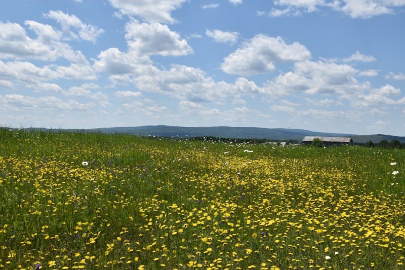 Flora Farms: Springfield’s Springtime Beauty