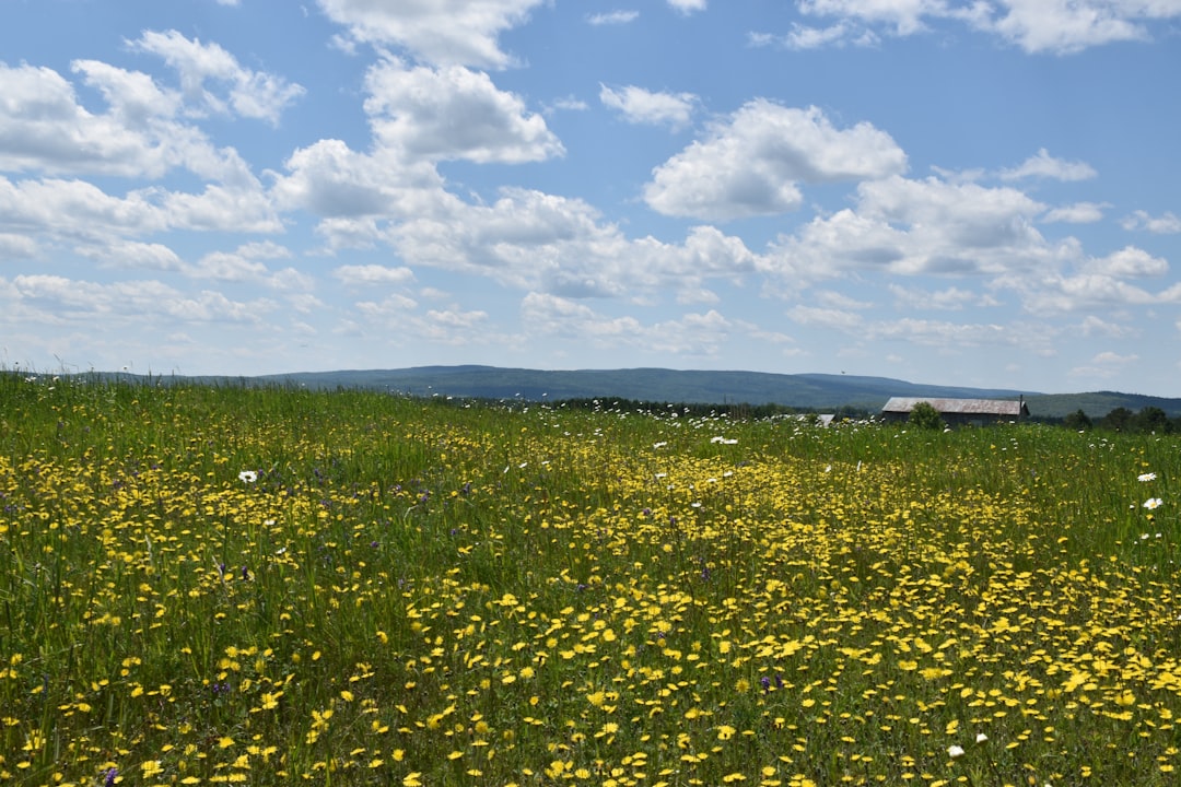 Photo Flowers, Farm